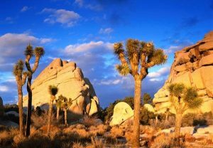 Joshua-Tree